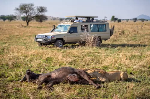 Unforgettable Adventures with Family Safaris Serengeti