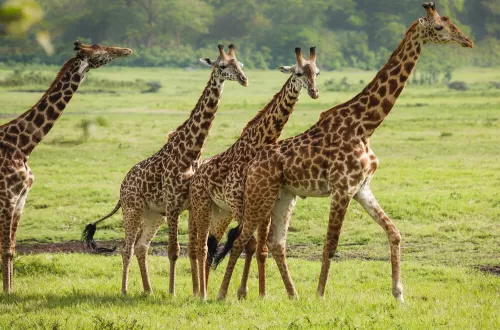 Giraffe Safari in Tanzania: The Tallest Animal in the Wild