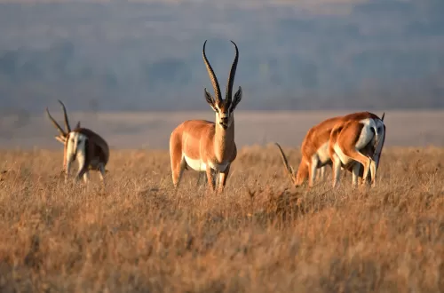 Grant’s Gazelle Safari in Tanzania: The Iconic Antelope