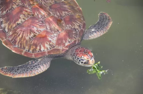 Discovering the Green Turtle in Zanzibar and Mafia Island