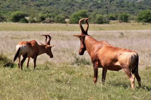 Hartebeest Safari in Tanzania: Journey into Nature Wonders