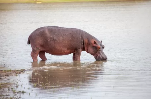 Hippo Safari Tours and Experience in Tanzania