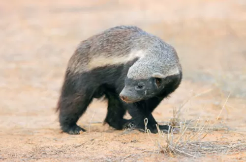 Honey Badger in Tanzania Safari to Spot Fiercest Mammal