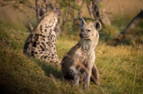 Hyena Safari in Tanzania: Explore the Resilient Predators