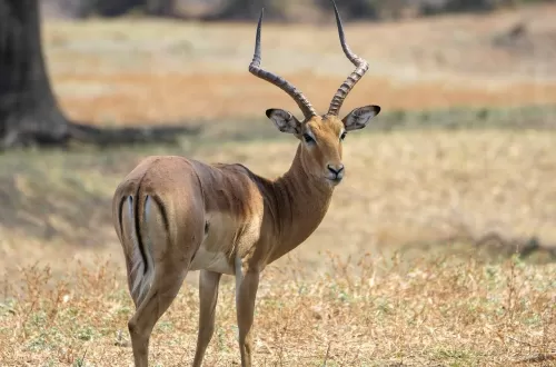 Discover the Impala on a Tanzania Safari Tour