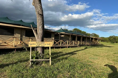 Into Wild Africa Tented Camp in Central Serengeti