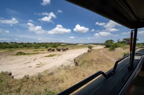 Is it Worth Going to Tarangire National Park?