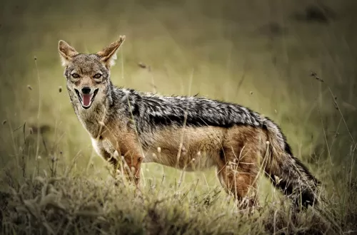 Jackals in Tanzania: A Spotlight on the Cunning Carnivores