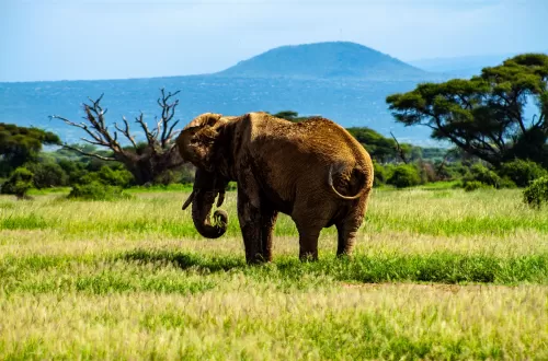 Best Kenya Safari Packages for Unforgettable Wildlife Tours