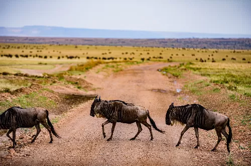 Kenya Tours: Discover the Best of Kenya’s Wild Beauty