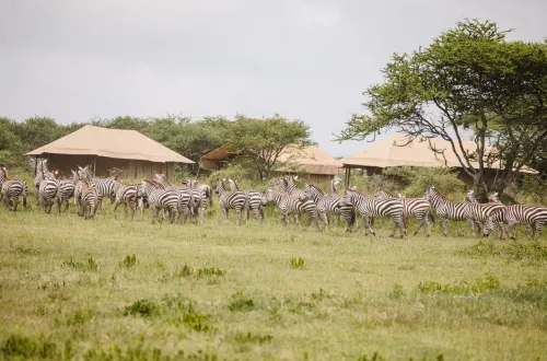 Kenzan Tented Camp Ndutu: A Luxury Safari Haven