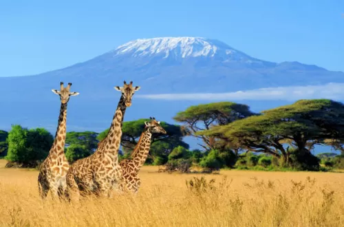 Kilimanjaro and Safari Tour Packages in Tanzania