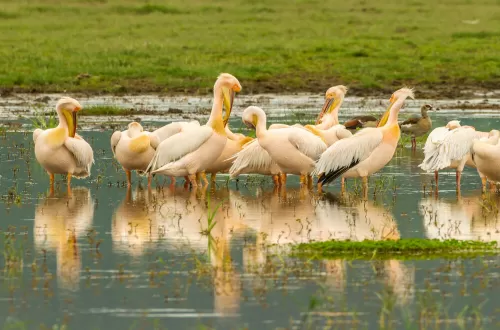Lake Manyara Honeymoon Day Trip Safari