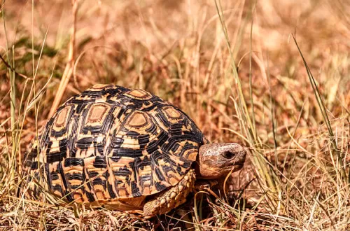 The Leopard Tortoise in Tanzania: Safari Tour