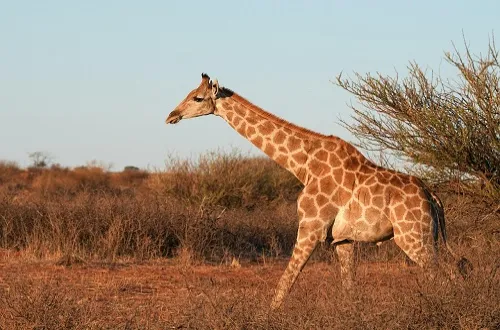 Mikumi Day Trip Safari From Kendwa Zanzibar
