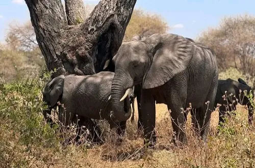 Mikumi Day Trip Safari From Matemwe Zanzibar