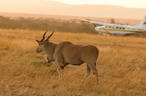 Mikumi Day Trip Safari with Flights From Zanzibar