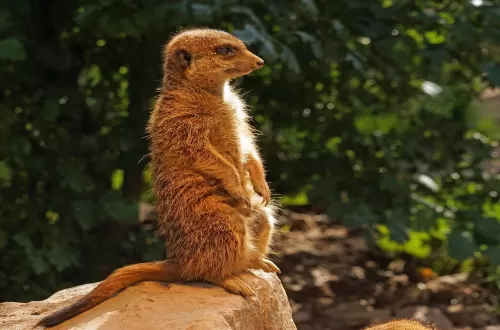Discover the Mongoose (Dwarf, Banded) in Tanzania Safari
