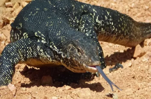 Discover the Monitor Lizard in Tanzania Safari