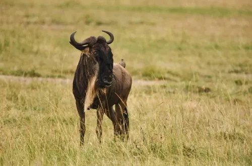 Ngorongoro Crater and Serengeti: Two Legendary Safari Icons
