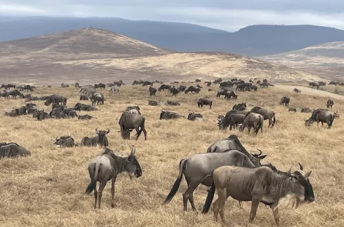 Ngorongoro Crater Animals: The Wildlife Paradise of Africa
