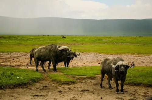 Ngorongoro Crater Best Safari: Top Tours from Arusha