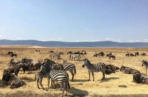 Ngorongoro Crater Budget Safari: Affordable Tours You’ll Love