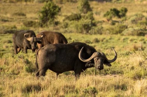 Ngorongoro Crater Buffalo Sightings: Massive Herds Display