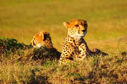 Ngorongoro Crater Cheetah Sightings: Speed Meets Wilderness