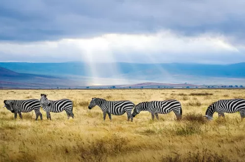 Ngorongoro Crater Day Trip Safari with Kids