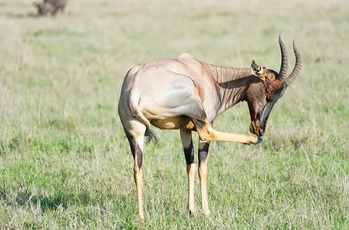 Ngorongoro Crater Family Safari: Unforgettable Wildlife Fun