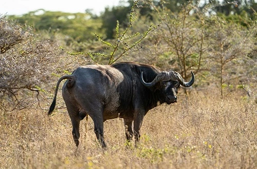 Ngorongoro Crater Group Safari 2026 and 2027