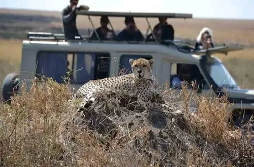Ngorongoro Crater Guided Tours with Top Best Local Guides