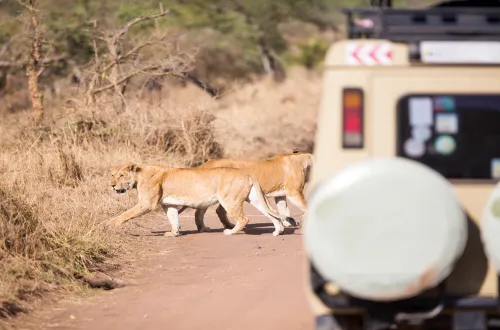 Ngorongoro Crater Lion Population: Facts You Need to Know
