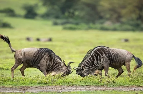 Ngorongoro Crater National Park: A Unique Conservation Area