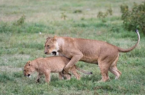 Ngorongoro Crater Photos: Stunning Images of Wildlife