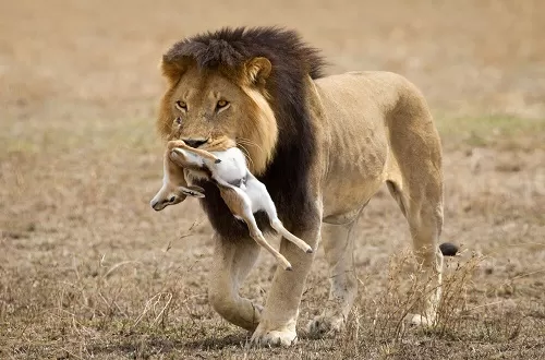 Ngorongoro Crater Private Day Trip Safari