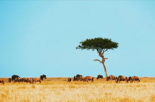 Ngorongoro Crater Private Safari: Best Prices and Top Tours