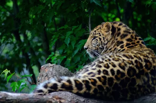 Ngorongoro Crater Safari Day Trip with Friends