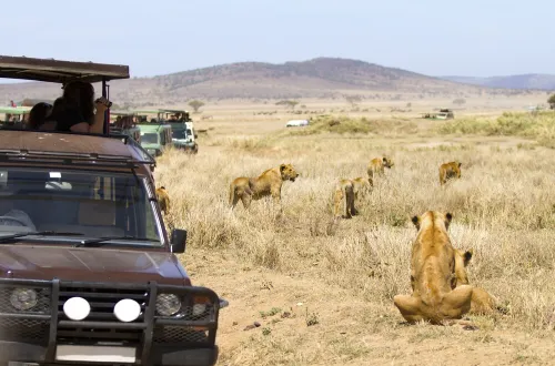 Top Ngorongoro Crater Safari Tips for Unforgettable Trips