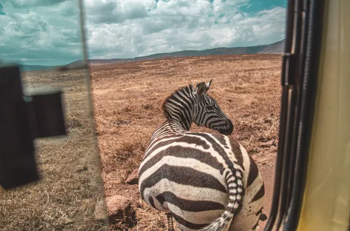 Ngorongoro Crater Safari Wildlife Sightings: Meet the Big 5