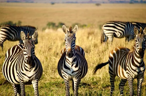Ngorongoro Crater Tanzania Travel: Top Safari Tour Trips