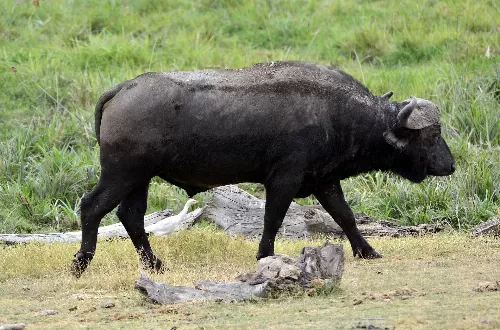 Northern Tanzania Zone: Gateway to Africa’s Natural Wonders