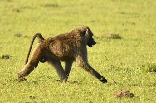 Olive Baboon: Highlights of Tanzania Safari