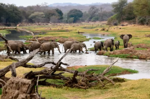 Best Ruaha Day Trip Safari Package from Iringa