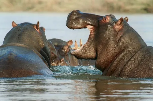 Selous Day Trip Safari From Kendwa Zanzibar
