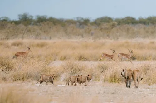 Selous Game Reserve Tours: Wild Safaris You Can’t Miss