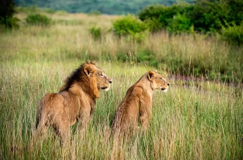 Selous Safari: Wild Game Drives and Boat Tours