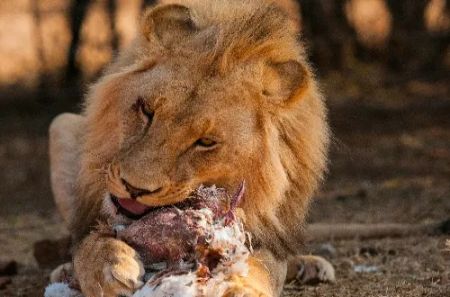 Selous Wildlife: What You’ll See and Why You’ll Love It