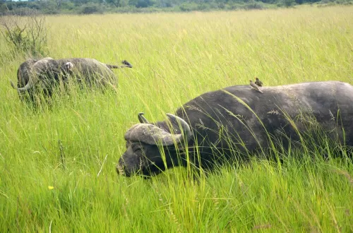 Exploring the Majesty of Serengeti Buffalo Herds